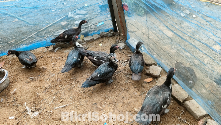 চিনা হাস